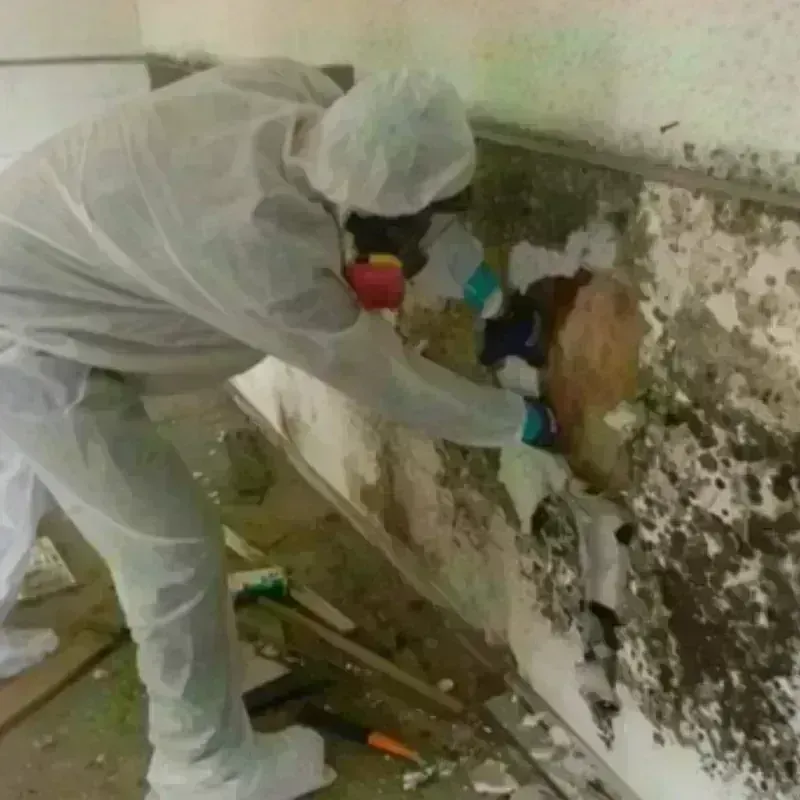 Mold Remediation and Removal in Atoka, NM